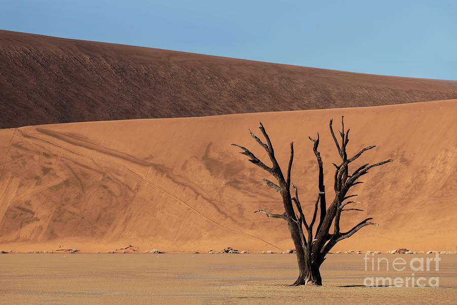 Dead Vlei Awakens - Namibia, Africa Photograph
