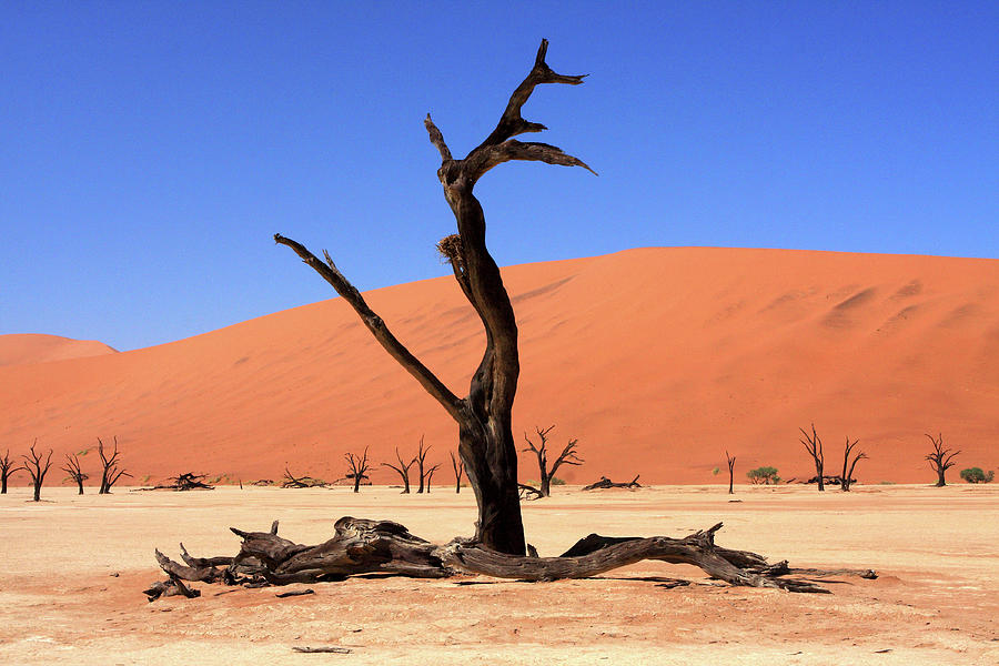 Where Once There Was A Forest - Dead Vlei - Sossusvlei - Namibia Photograph by Aidan Moran