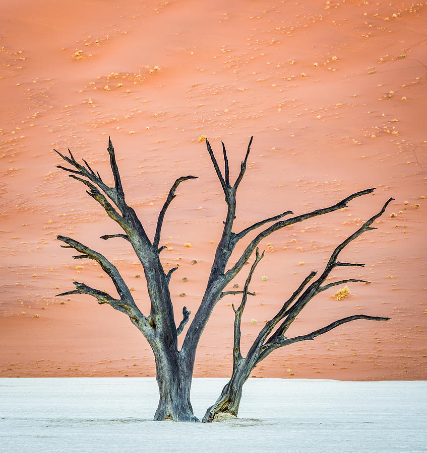 Tree Photograph - Dead Vlei Tree - Camel Thorn Tree Photograph by Duane Miller