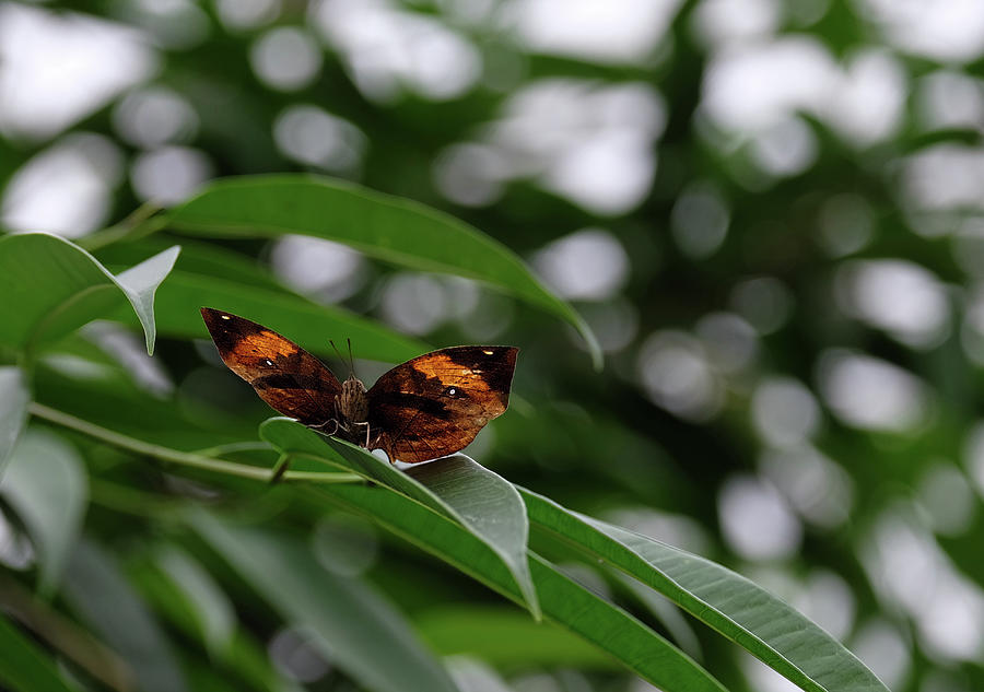 Deadleaf butterfly open underside Photograph by Ronda Ryan