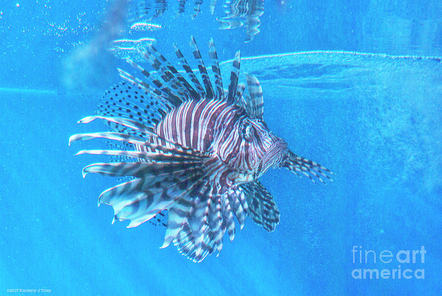 Lionfish Photograph - Deadly Beautiful by Kimberly Tilley Lionfish Photograph - Deadly Beautiful by Kimberly Tilley