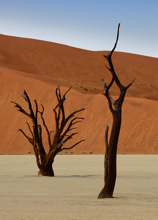 Tree Photograph - Deadvlei Camel Thorn Trees by Martin Heigan