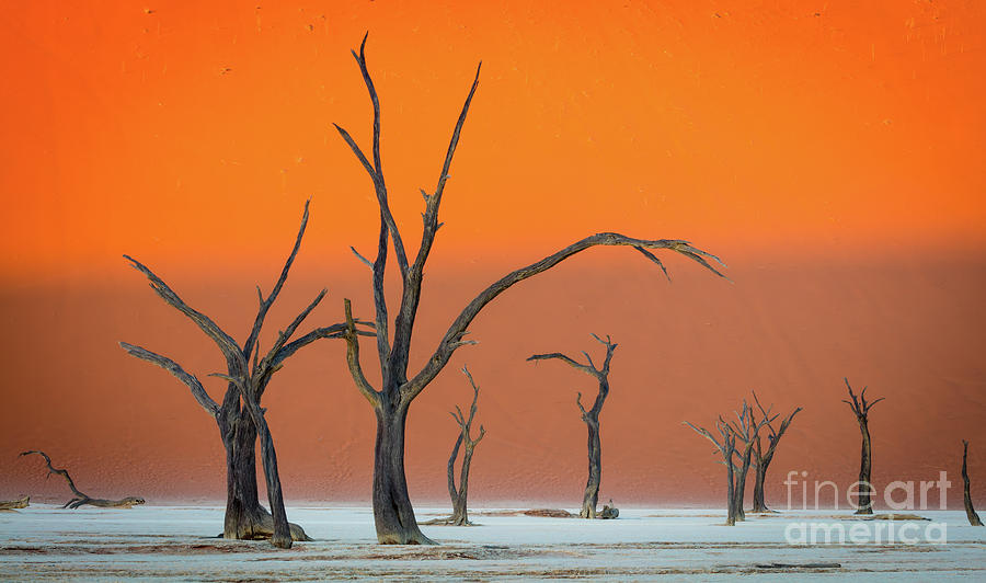 Nature Photograph - Deadvlei Trees by Inge Johnsson
