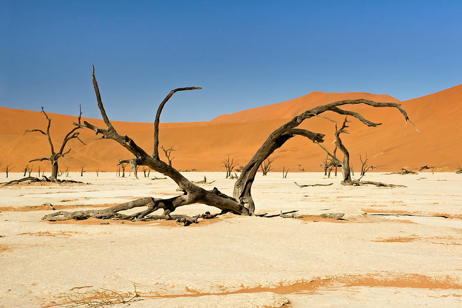 Deadvlei with Tree Photograph by Aivar Mikko