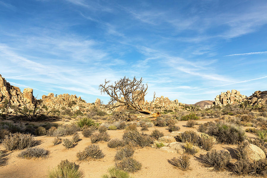 deadwood and rock formation in Joshua Tree National Park, Califo Photograph by Henning Marquardt
