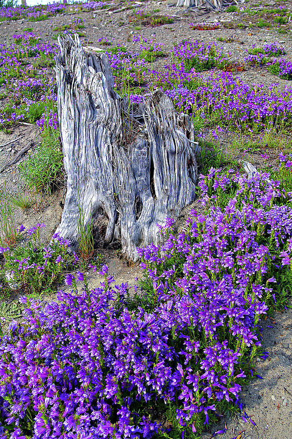 Washington State Photograph - Deadwood and Wildflowers by Rich Walter