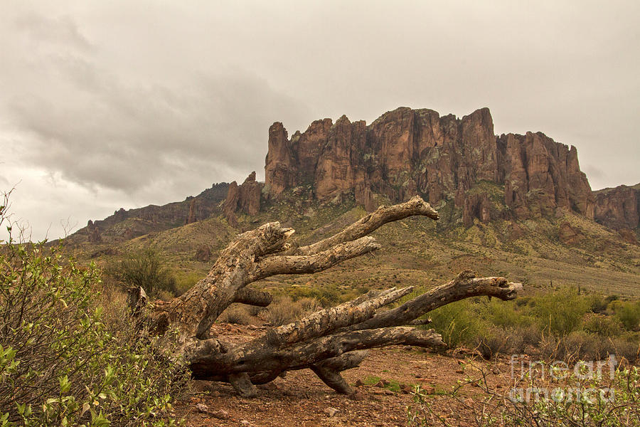 Mountain Photograph - Deadwood in the desert by Ruth Jolly