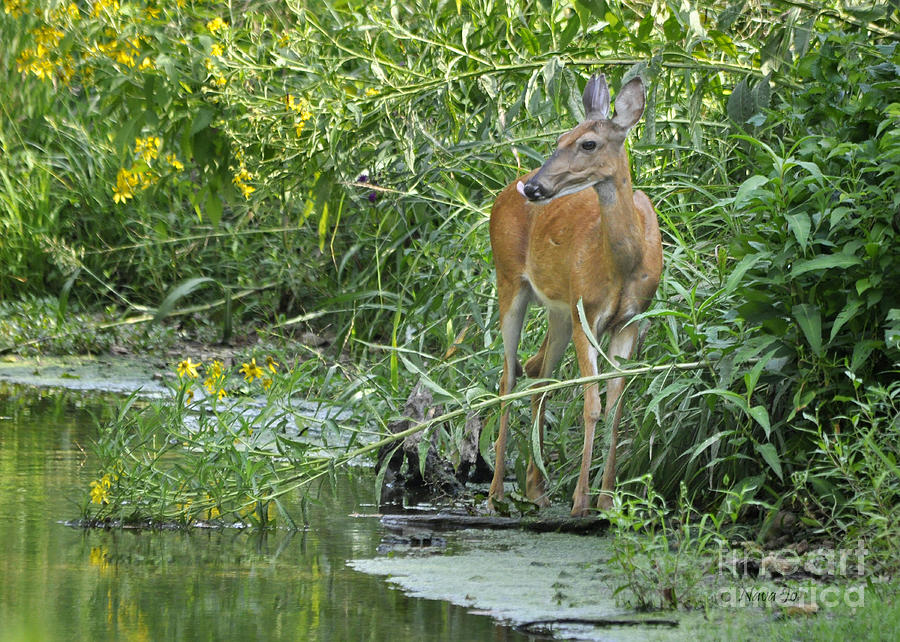 Deer In Beautiful Stream Photograph by Nava Thompson