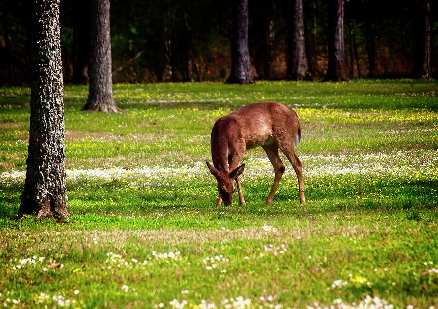 Dear Deer Photograph by Laura Vilandre