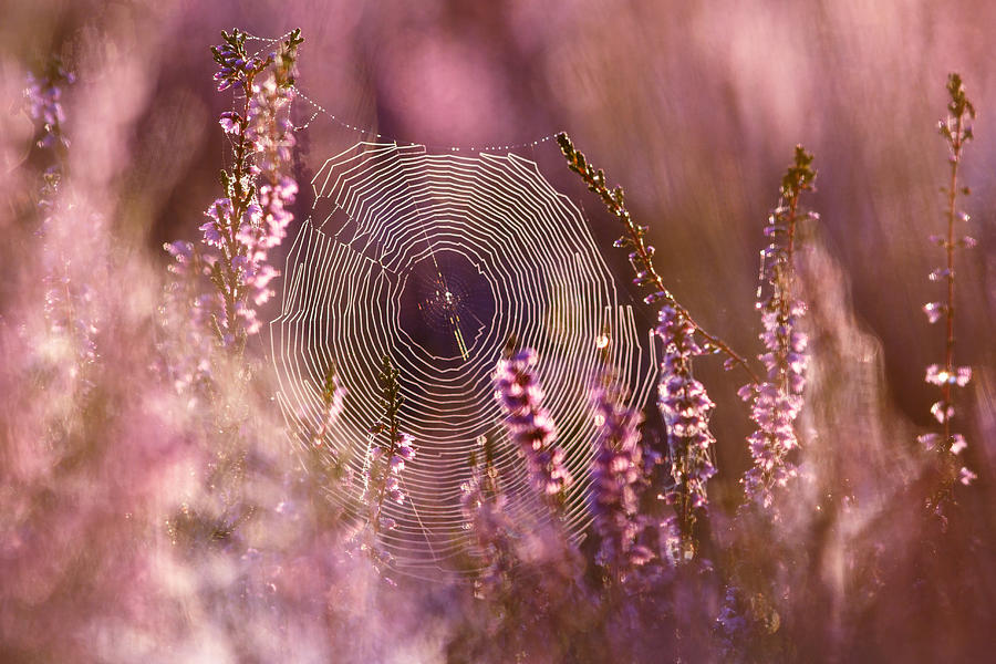 Magic Photograph - Dear Heather - Heath in Bloom by Roeselien Raimond