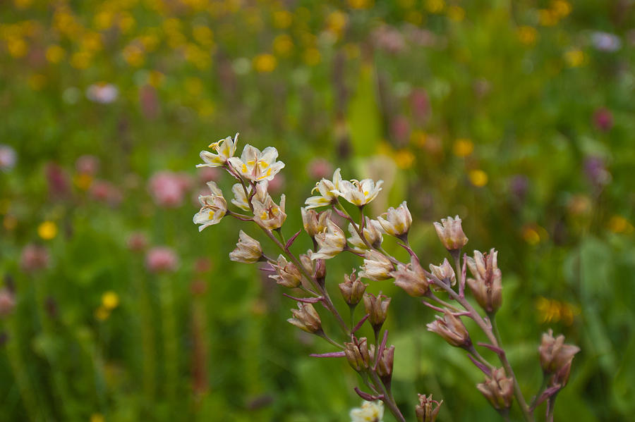 Death Camas with Wildflower Meadow Background Photograph by Cascade Colors