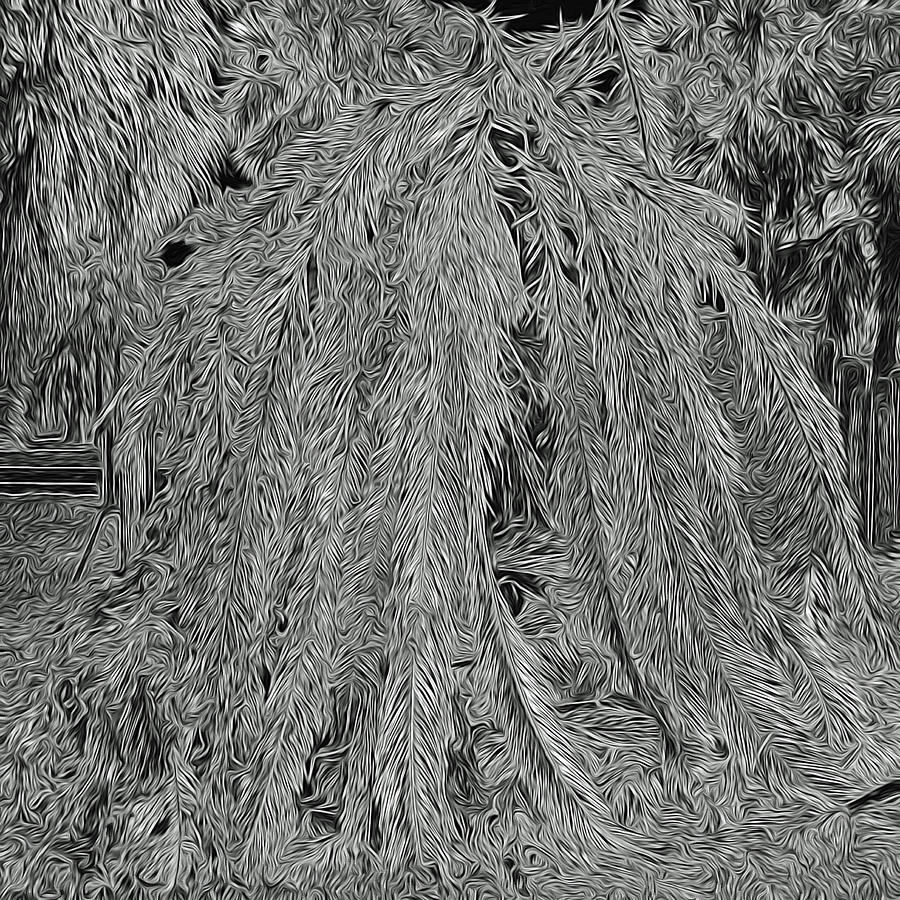 Death of a Palm Tree Photograph by A H Kuusela