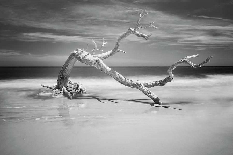 Death of a Tree Photograph by Jon Glaser