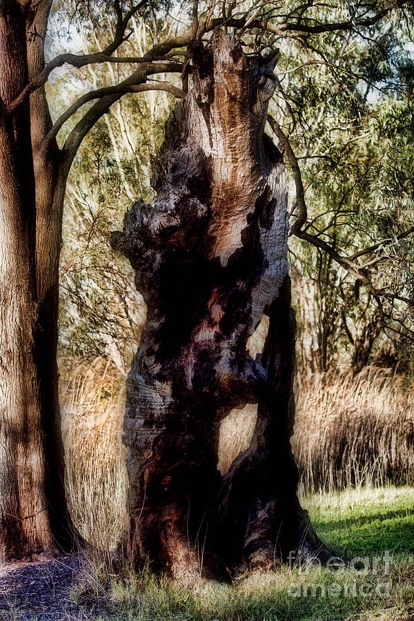 Death of a Tree V12 Photograph by Douglas Barnard