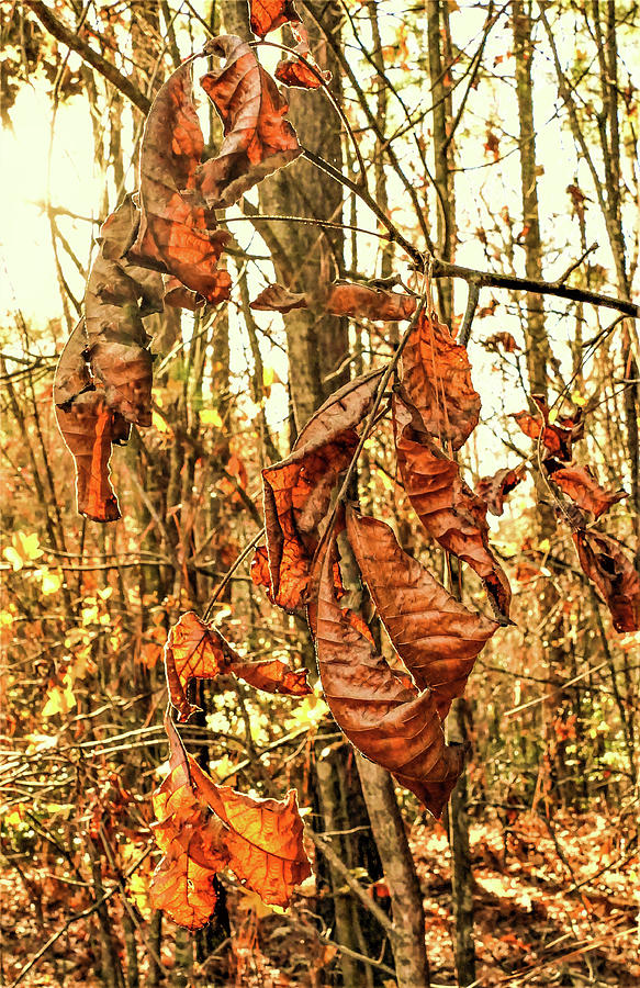 Fall Photograph - Death on the Vine by Tom Horsch Photography