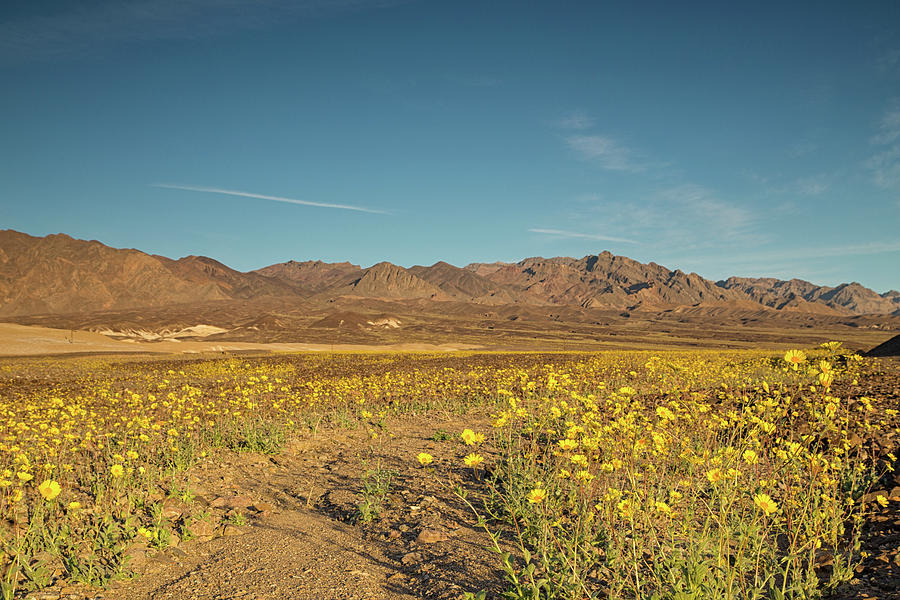 Death valley 2016 super bloom Photograph by Kunal Mehra