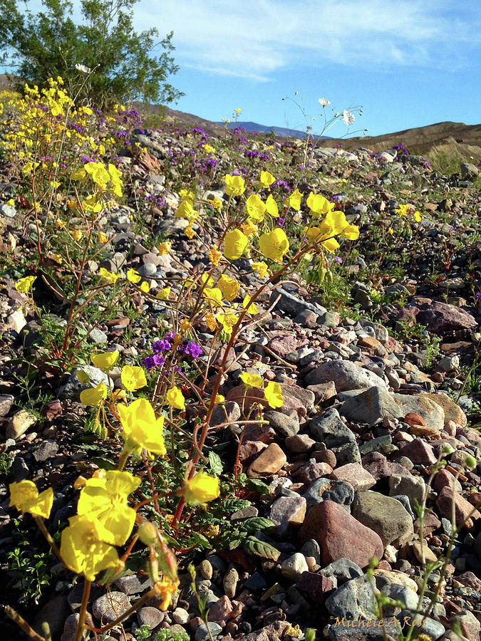 Death Valley Bloom No.4 Photograph by Michele Ross - Fine Art America