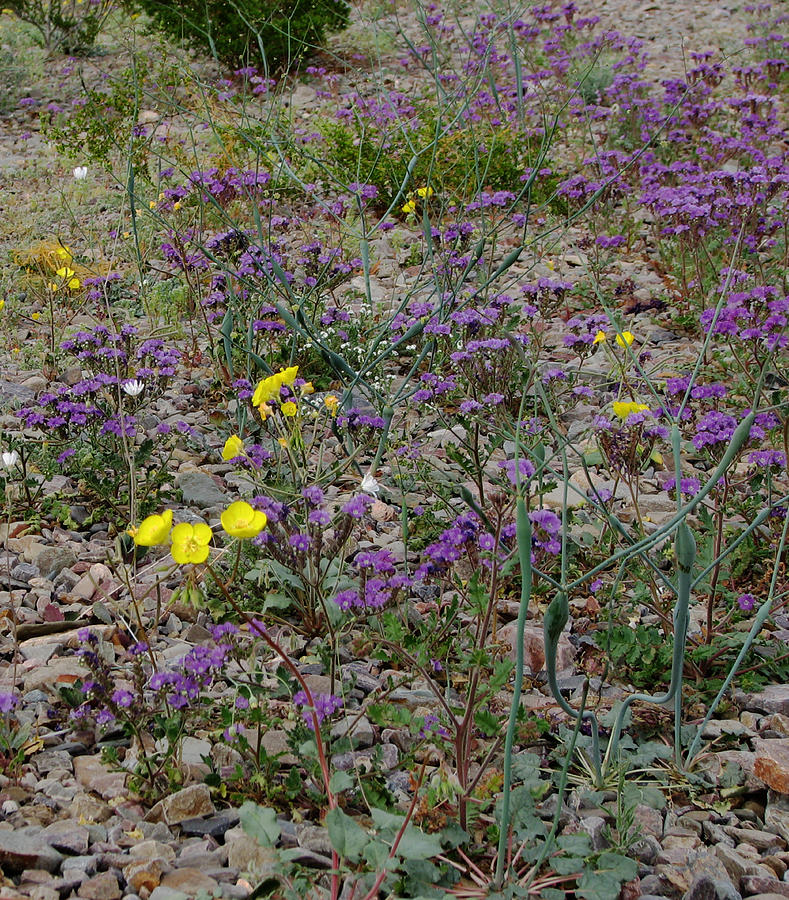 Death Valley Blooms Photograph by Stephanie Grant
