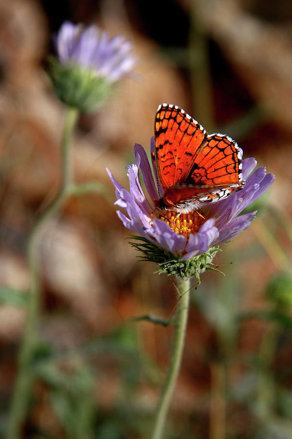 Butterfly Photograph - Death Valley Butterfly by Chris Brannen