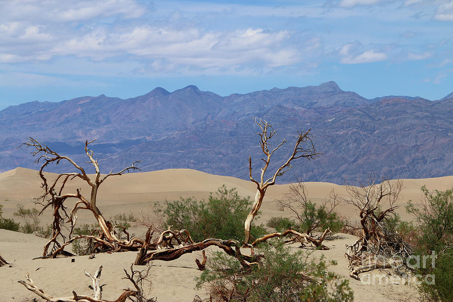 Death Valley Dead Trees Photograph by Christiane Schulze Art And Photography
