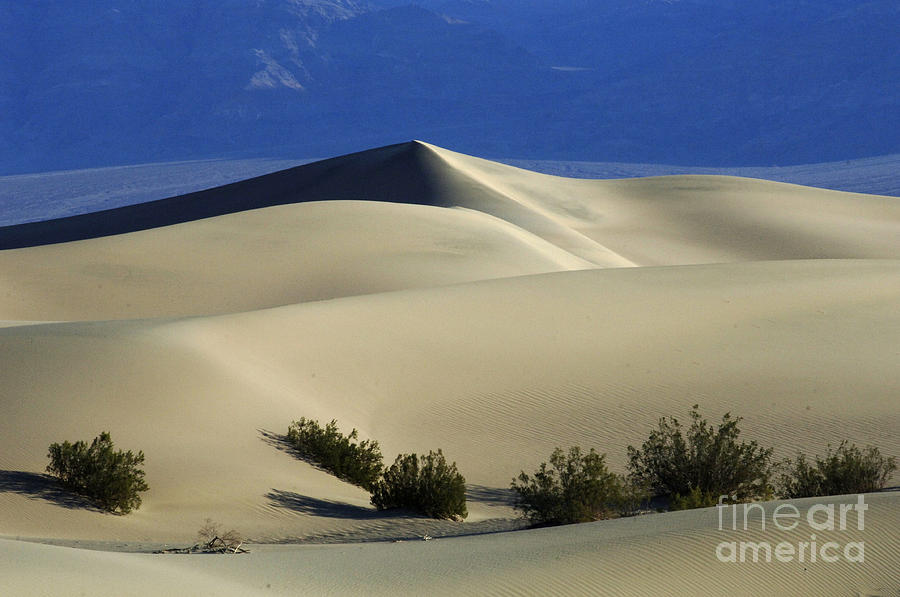 Death Valley Land Of Contrasts 3 Photograph by Bob Christopher