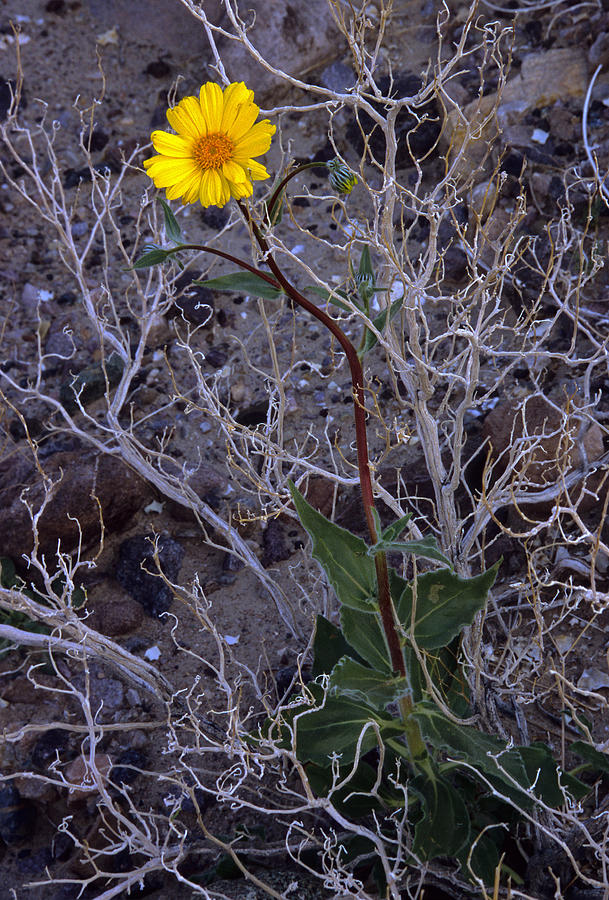 Death Valley Spring Growth Photograph by Doug Davidson