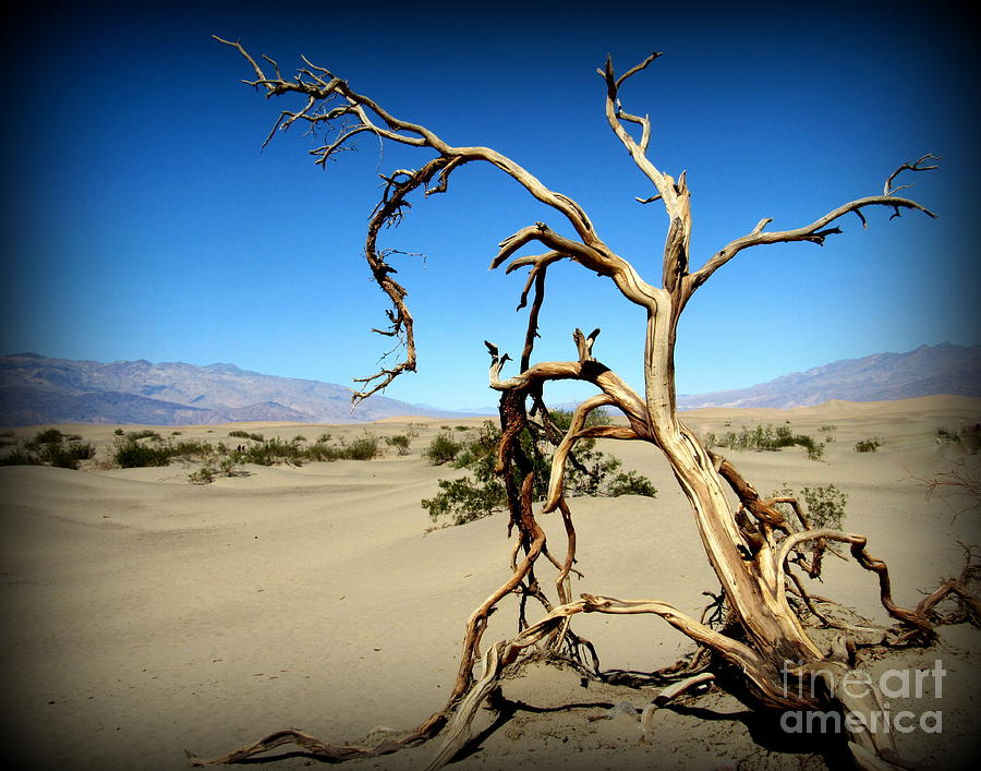 Death Valley Photograph - Death Valley Sand Dunes by Joy Patzner Death Valley Photograph - Death Valley Sand Dunes by Joy Patzner