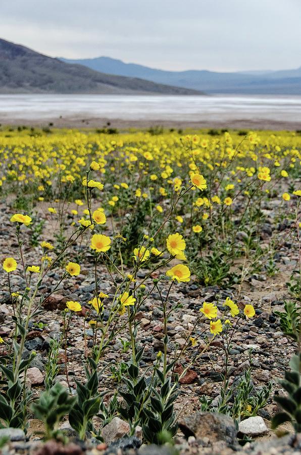 Death Valley Super bloom Photograph by Gaelyn Olmsted