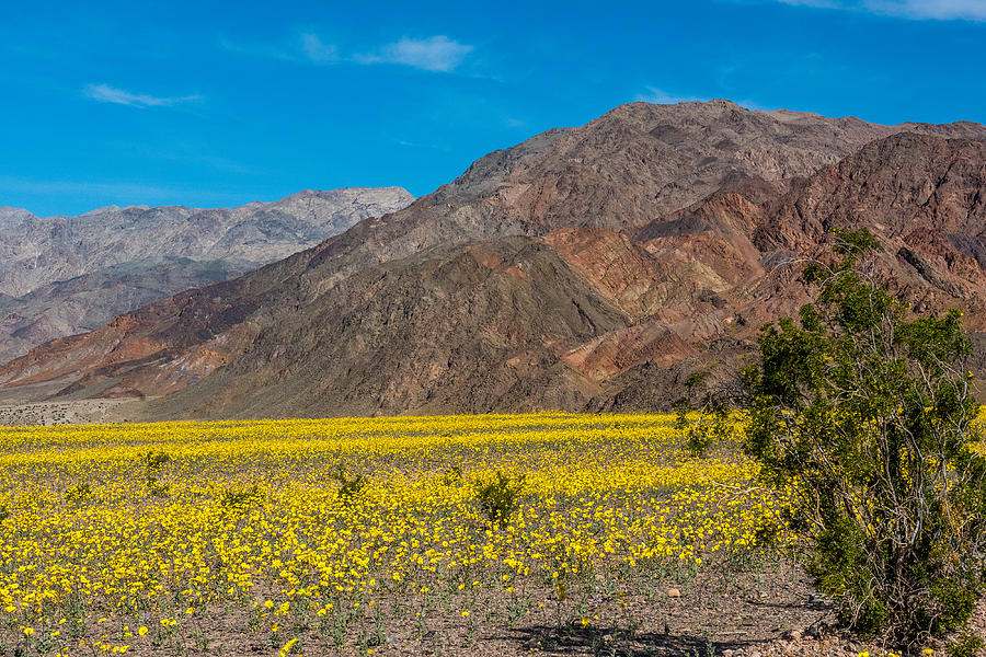 Death Valley Super Bloom Photograph by Paul Freidlund