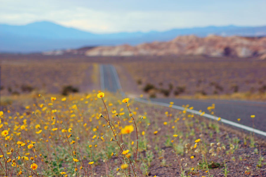 Death Valley Superbloom 101 Photograph by Daniel Woodrum