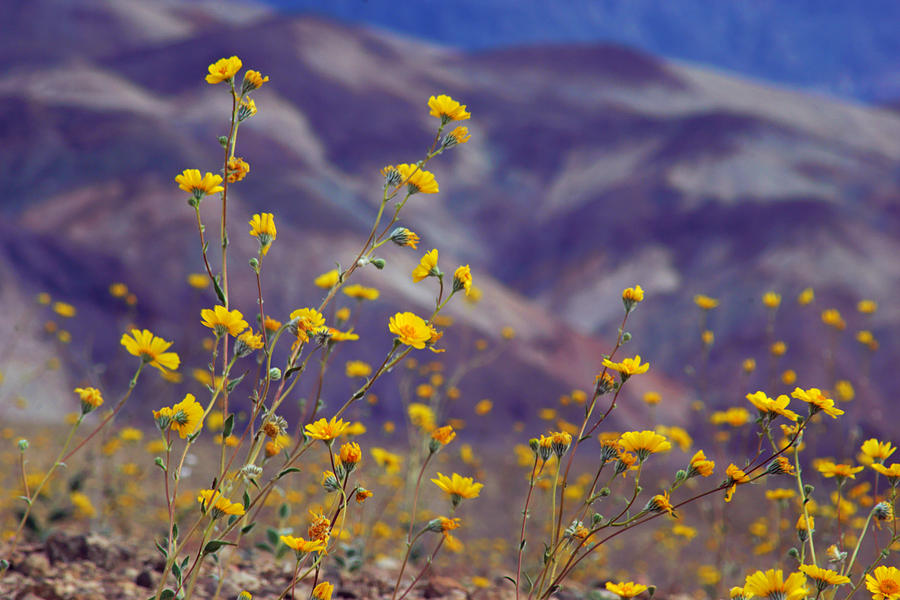 Death Valley Superbloom 103 Photograph by Daniel Woodrum