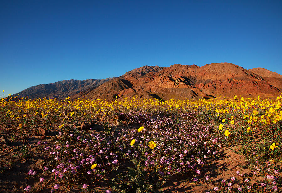 Death Valley Superbloom 2 by Susan Rovira Death Valley Superbloom 2 by Susan Rovira
