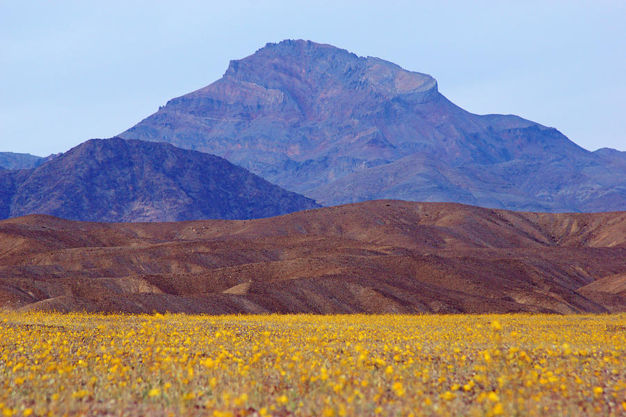Death Valley Superbloom 201 Photograph by Daniel Woodrum