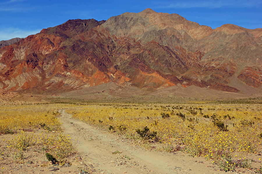 Death Valley Superbloom 205 Photograph by Daniel Woodrum