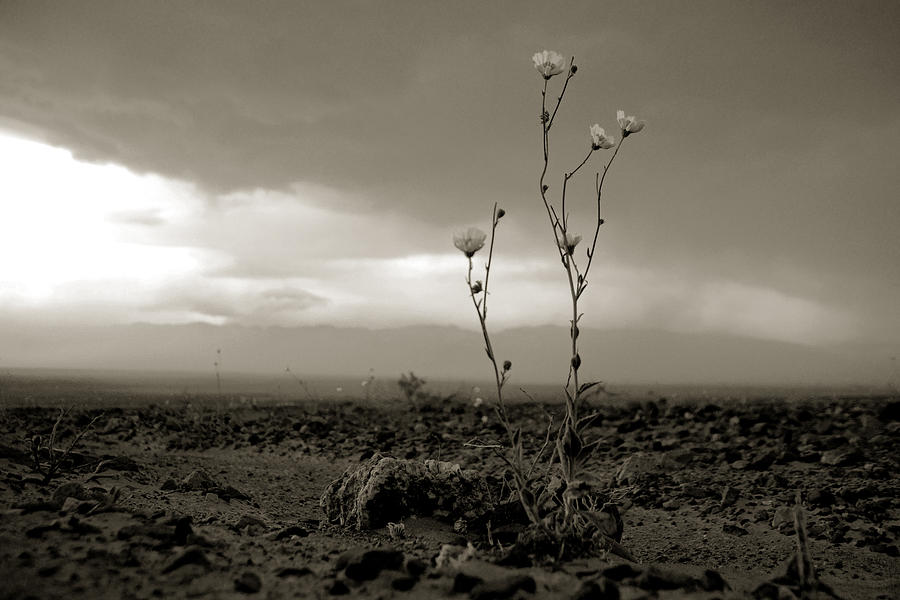 Death Valley Superbloom 307 Photograph by Daniel Woodrum