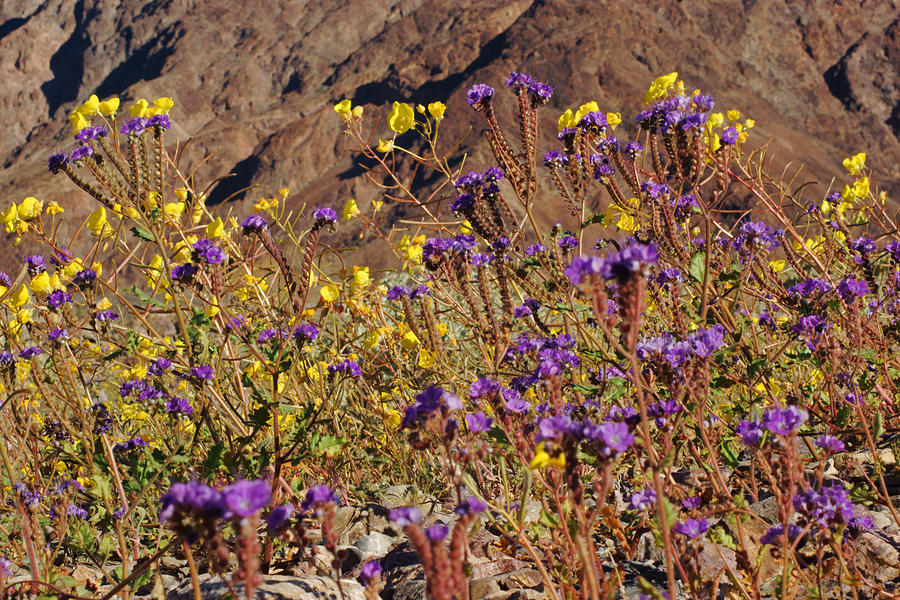 Death Valley Superbloom 401 Photograph by Daniel Woodrum