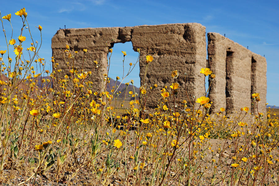 Death Valley Superbloom 404 Photograph by Daniel Woodrum