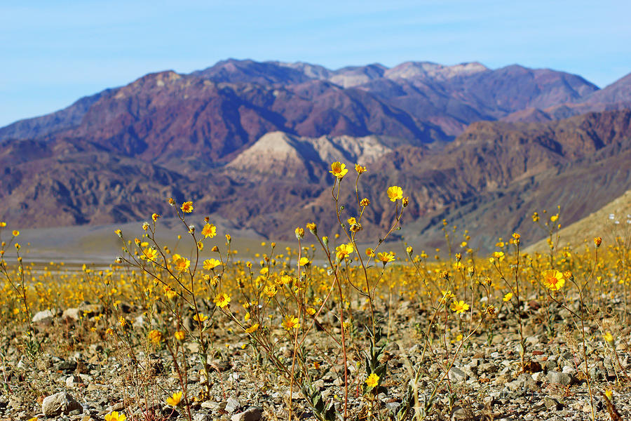 Death Valley Superbloom 405 Photograph by Daniel Woodrum