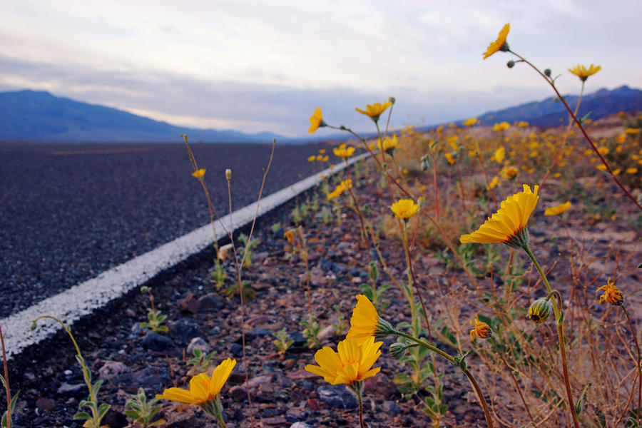 Death Valley Superbloom 500 Photograph by Daniel Woodrum