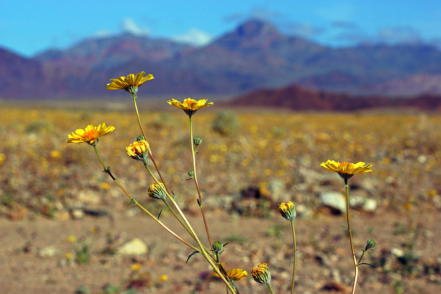 Death Valley Superbloom 507 Photograph by Daniel Woodrum