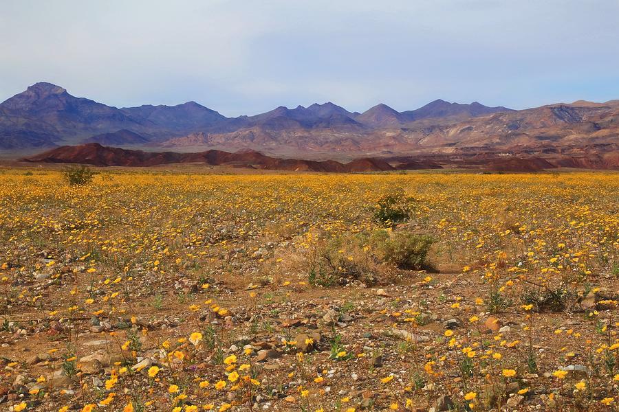 Death Valleys Rare Super Bloom 3 Photograph by Donna Kennedy