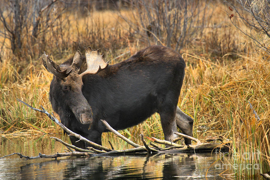 Moose Photograph - Debris In The Water by Adam Jewell