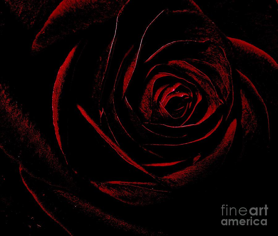 Decadent Rose Photograph by Elizabeth Tillar