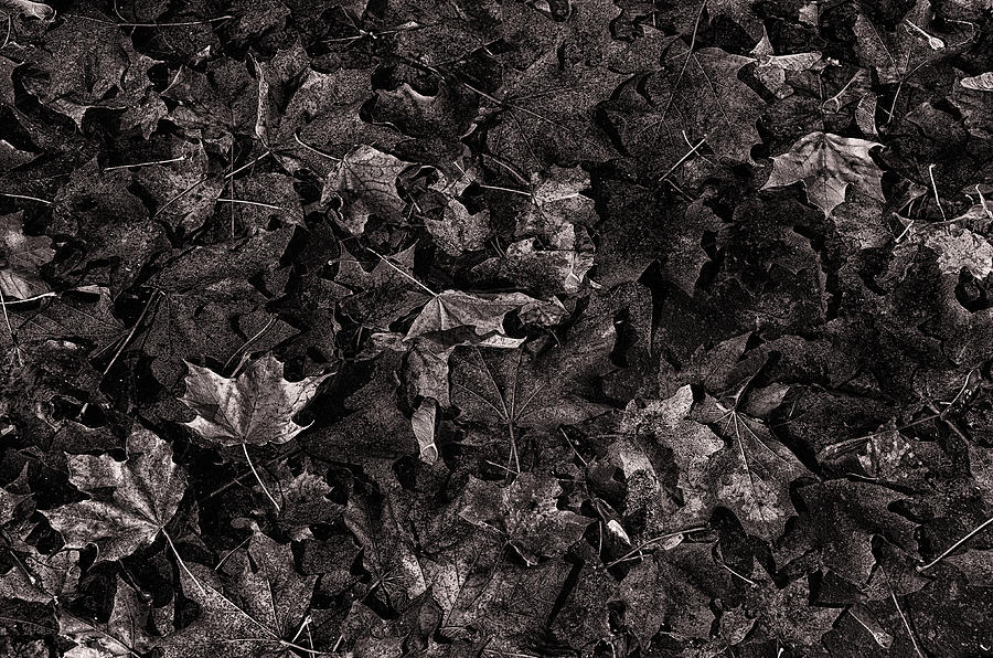 Decayed Autumn leaves on the ground Copper tone Photograph by Ricardo Dominguez