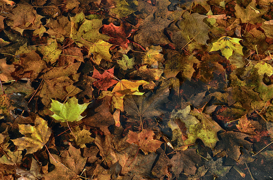 Decayed Autumn leaves on the ground Photograph by Ricardo Dominguez