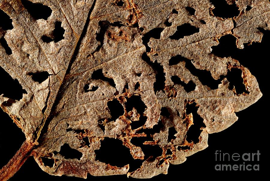 Decayed Leaf  Photograph by Ken DePue