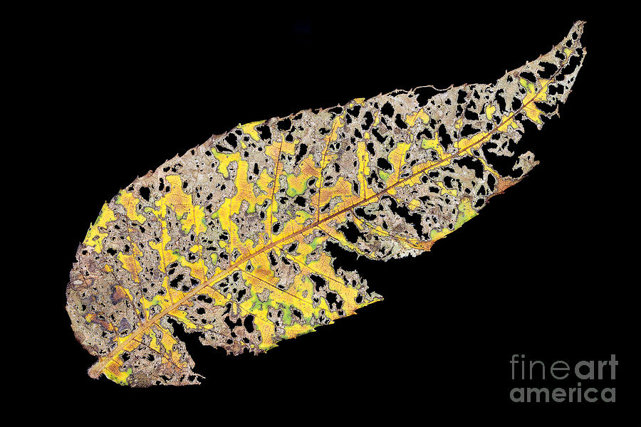 Decayed Leaf No 2 0119 Photograph by Ken DePue