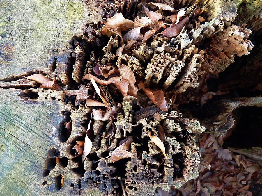Decaying Beech Wood Stump Photograph by Menega Sabidussi