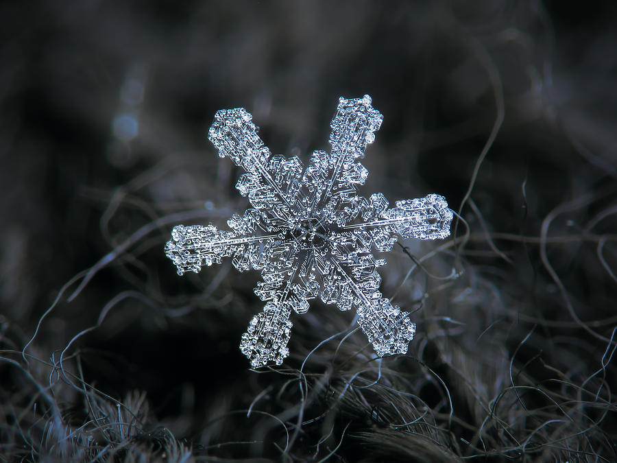 December 18 2015 - snowflake 1 Photograph by Alexey Kljatov
