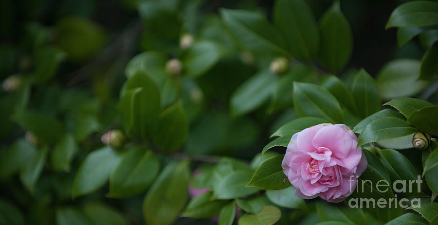 December Blooming Camellia Flowering Plant Photograph
